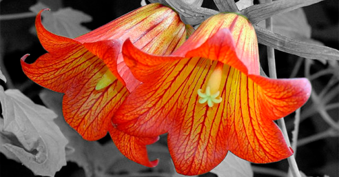 canariensis-escuela-de-biodanza